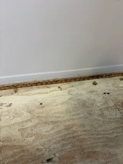 Exposed plywood subfloor with a nail-studded tack strip along the baseboard after carpet removal.