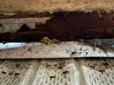 Close-up of severely rotted, water-damaged wood along a roof eave with rusted nails and torn flashing.