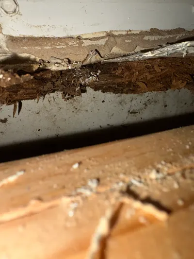 Close-up of severely rotted and crumbling wood framing in a crawlspace or basement.