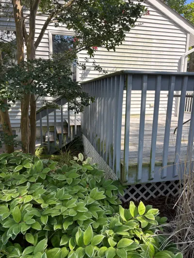 Weathered deck with algae-stained railing and lattice skirting beside a vinyl-sided house, framed by hostas and trees.