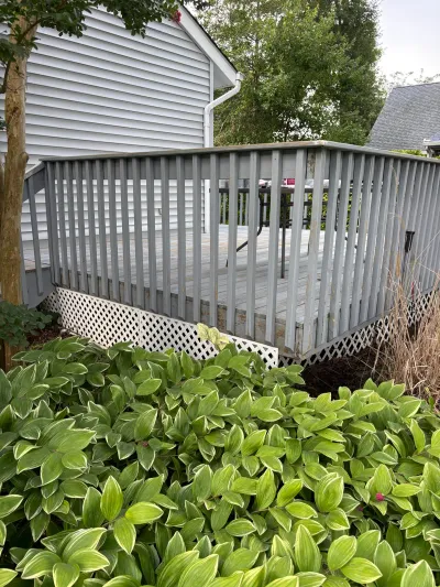 A weathered grey wood deck with white lattice skirting behind a bed of variegated hosta plants.